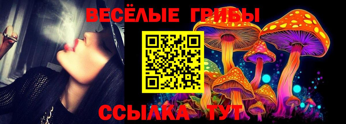 Гатчина  Псилоцибиновые грибы прущие грибы  Псилоцибиновые грибы Psilocybe  Вход с VPN 